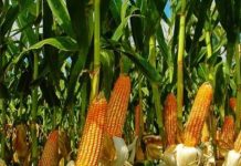 Segunda safra de milho se consolida como estratégica na transição energética segunda-safra-de-milho-se-consolida-como-estrategica-na-transicao-energetica