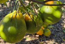 Agrodefesa realiza ciclos de palestras sobre praga de citros em Itaberaí e Hidrolândia agrodefesa-realiza-ciclos-de-palestras-sobre-praga-de-citros-em-itaberai-e-hidrolandia