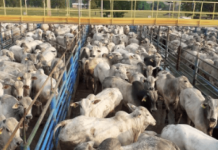 Mozarlândia (GO) será sede da 26ª etapa nacional do Circuito Nelore de Qualidade? mozarlandia-(go)-sera-sede-da-26a-etapa-nacional-do-circuito-nelore-de-qualidade?