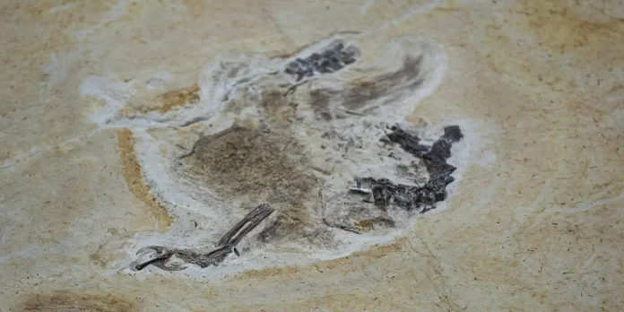 fosseis-retirados-da-bacia-do-araripe-voltam-ao-brasil-30-anos-depois fosseis-retirados-da-bacia-do-araripe-voltam-ao-brasil-30-anos-depois