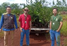 Agrodefesa destrói mudas sem documentação e contaminadas com cancro cítrico em Itumbiara agrodefesa-destroi-mudas-sem-documentacao-e-contaminadas-com-cancro-citrico-em-itumbiara