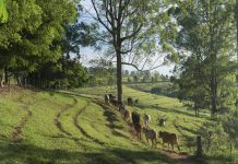 Fazenda em Pardinho (SP) terá trilha com degustação de queijos e vinhos fazenda-em-pardinho-(sp)-tera-trilha-com-degustacao-de-queijos-e-vinhos