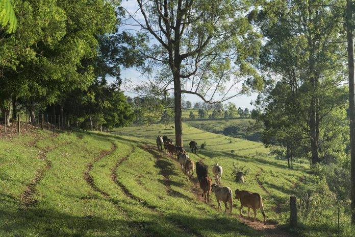 fazenda-em-pardinho-(sp)-tera-trilha-com-degustacao-de-queijos-e-vinhos