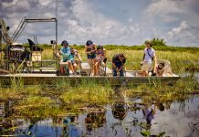 Fazenda nos Everglades permite ver aligátores, primos americanos dos jacarés fazenda-nos-everglades-permite-ver-aligatores,-primos-americanos-dos-jacares