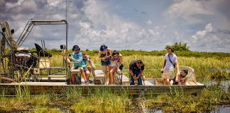 Fazenda nos Everglades permite ver aligátores, primos americanos dos jacarés fazenda-nos-everglades-permite-ver-aligatores,-primos-americanos-dos-jacares