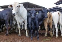 Agrodefesa lança Semana Estadual de Combate e Prevenção à Brucelose Bovina agrodefesa-lanca-semana-estadual-de-combate-e-prevencao-a-brucelose-bovina
