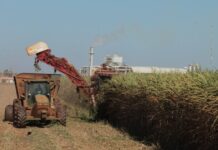 Goiás alcança marca histórica e assume 2º lugar na produção nacional de cana-de-açúcar goias-alcanca-marca-historica-e-assume-2o-lugar-na-producao-nacional-de-cana-de-acucar