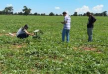 Com apoio da Agrodefesa, Britânia conquista autorização para exportar melancia, melão e abóbora com-apoio-da-agrodefesa,-britania-conquista-autorizacao-para-exportar-melancia,-melao-e-abobora